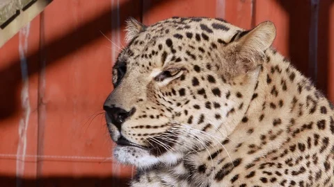 Leopard close-up lie summer sun video Stock-Footage 97652121