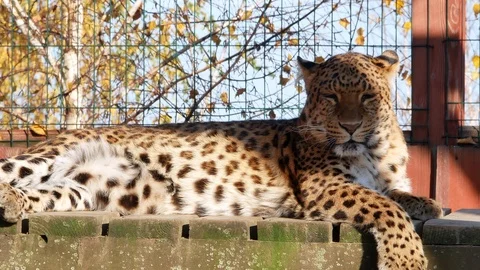 Leopard close-up lie summer sun video Stock Footage 97652376