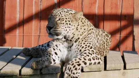 Leopard close-up lie summer sun video Stock-Footage 97652699
