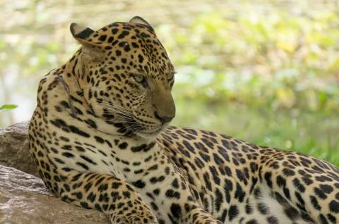 Leopard close up Stock Photos