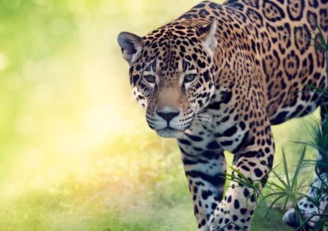 Leopard close up Fotos Stock
