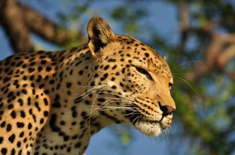 Leopard Close Up Stock Photos