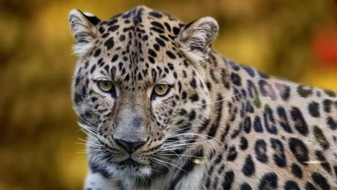 Leopard Close Up Portrait Looking at Camera Stock Footage 336267582