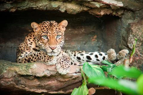 Leopard close up portrait Stock Photos