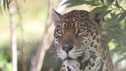 Leopard Close-Up Slow Motion Stock Footage 93556627
