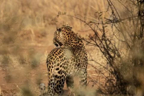 A leopard from closeup behind, standing still while observing its surroundings. Stock Photos