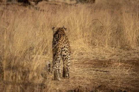 A leopard from closeup behind walking toward cover in the bushveld. Stock Photos