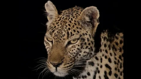 Leopard closeup at night 4K Stock Footage