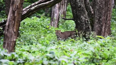 Leopard comes out from behind the tree in Kabini national park Stock Footage 282653246