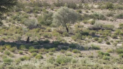 Leopard Comes Out Of Shade From A Large Tree - Kalahari South Africa Stock Footage 273031377