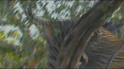 Leopard coming back down tree - close up Stock Footage 22200801