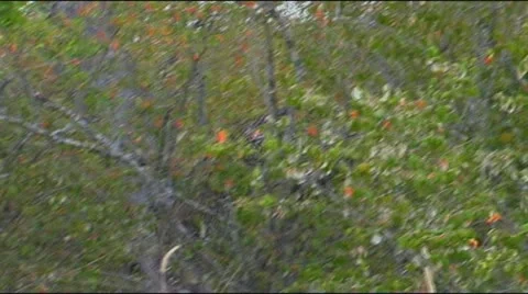 Leopard coming down tree to retrieve dropped kill Stock Footage 22202910