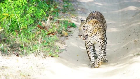 Leopard is coming Stock Footage 94026921