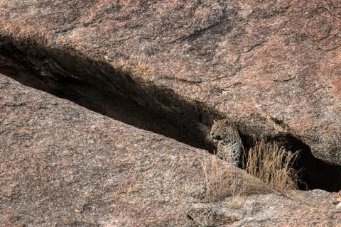 Leopard coming out from cave Foto stock