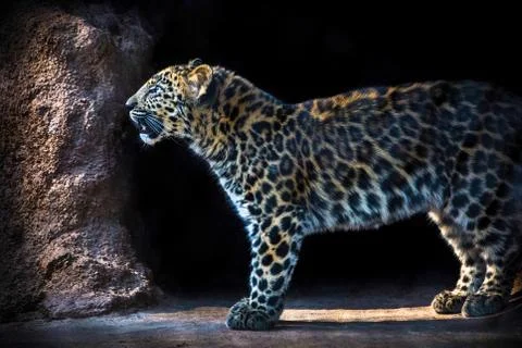 Leopard coming out Stock Photos
