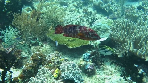 Leopard coral grouper, plectropomus leopardus is swimming above corals of Bali Stock Footage 80664667