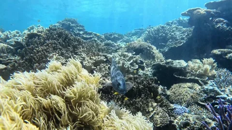 Leopard coral grouper (Plectropomus leopardus) swimming over colorful Reef 스톡 동영상 329094439