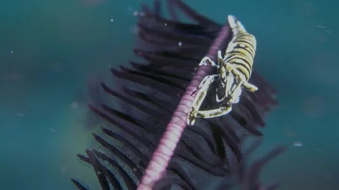 Leopard crinoid shrimp Stock Footage 343801143