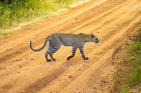 A leopard crossing the trail Stock Photos