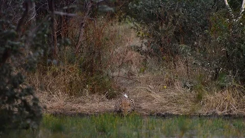 Leopard crouch at the edge of the water starring finishes taking a drink of Stock Footage 93253297