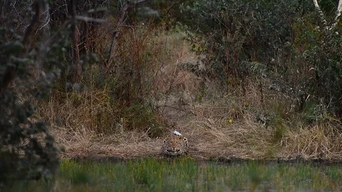 Leopard crouch at the edge of the water starring at the camera while it laps Stock Footage 93253302