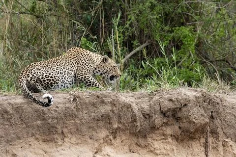 Leopard Crouching on a Cliff over the Sand River in South Africa Stock Photos
