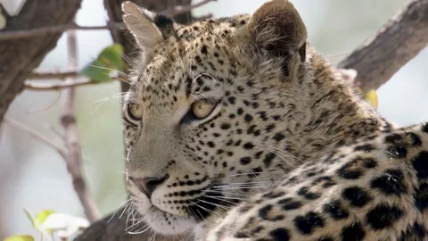 Leopard CU looking around Stock Footage 237445001