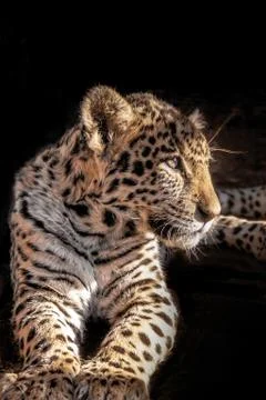 Leopard Cub Black Background Stock Photos
