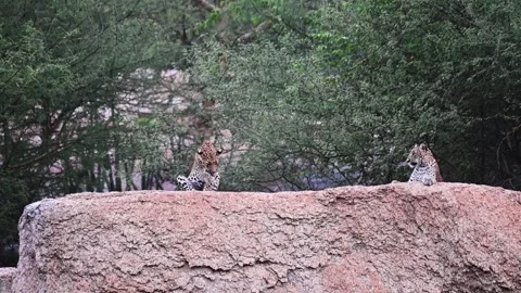  Leopard cub cleaning its fur on a boulder in Jawai national park Video stock 282442613