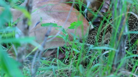 Leopard Cub Eating Empala Stock Footage 41640833