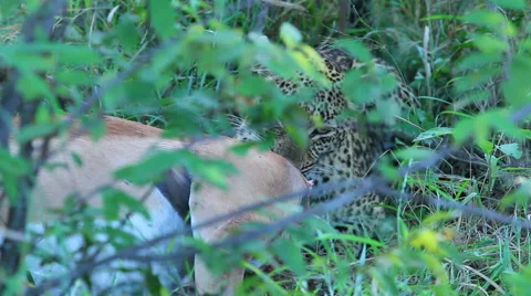 Leopard Cub Eating Empala Stock Footage 41641682
