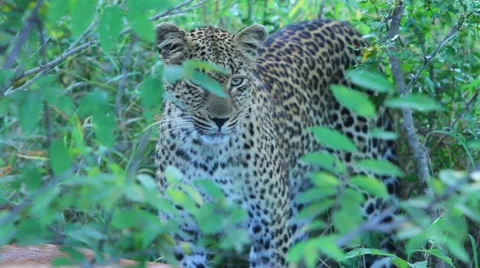 Leopard Cub Eating Stock Footage 41642352