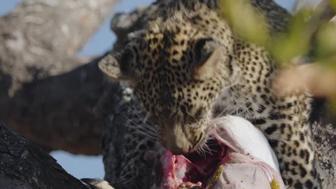 Leopard cub eating impala carcass, looks toward camera, South Africa Stock Footage 318720101