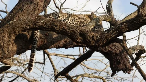 Leopard cub feeding high up in a dead tree Stock Footage 198805358