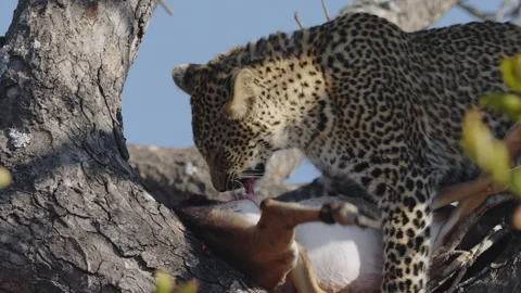 Leopard cub feeding on impala carcass in tree, South Africa Stock Footage 318720312