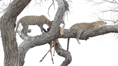 Leopard cub feeding on an impala in a tree with mom Stock Footage 160603041
