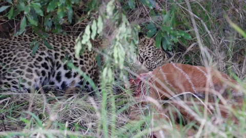Leopard cub feeding on a nyala carcass Stock Footage 198805936