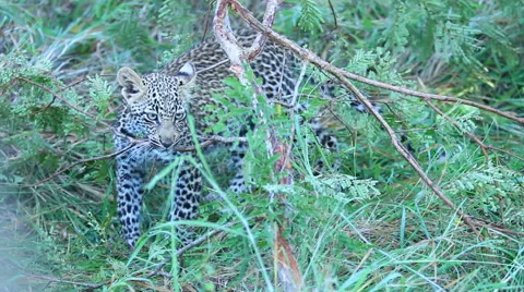 Leopard Cub Stock Footage 41640827