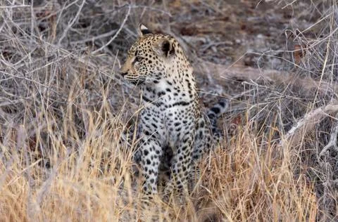 Leopard Cub in the grasses Stock Photos