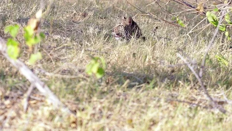 A leopard Cub hidden in the grass field  Stock Footage 119966996