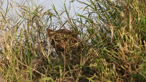 Leopard cub hidden in tall grass Stock Footage 198806029