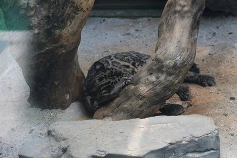 A leopard cub hides partly behind a weathered log within a sandy enclosure, p Foto stock