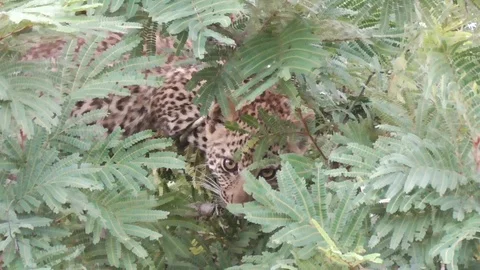 Leopard cub hiding in the bush Stock Footage 107441374