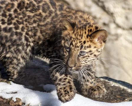 Leopard cub on the hunt Stock Photos