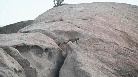 Leopard cub jumping a gap in Jawai national park Stock Footage 289844203