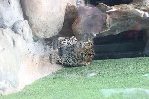Leopard cub lies between rocks beside a green water surface, peeking out with Foto stock