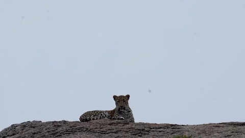 Leopard cub looking in the camera in the beautiful light at Jawai national Park Stock Footage 292492126