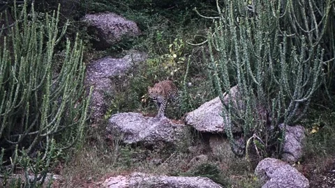 Leopard cub looking at the camera in Jawai national park Stock Footage 289843268