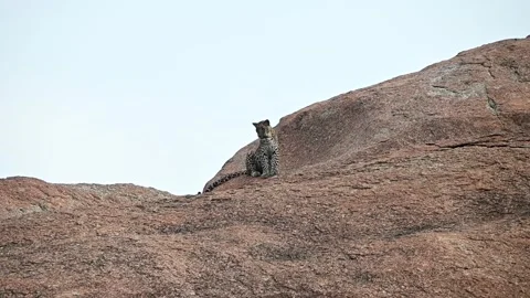 Leopard cub looking extremely cute in Jawai national park Stock Footage 289844311