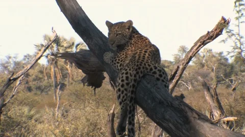 Leopard Cub Lounging in Tree Stock Footage 6070961